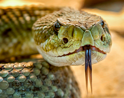 serpiente-lengua