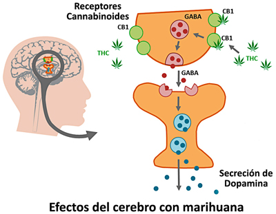 Efectos del cerebro con marihuana