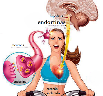 Endorfina