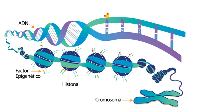 ADN Factor Epigenetico