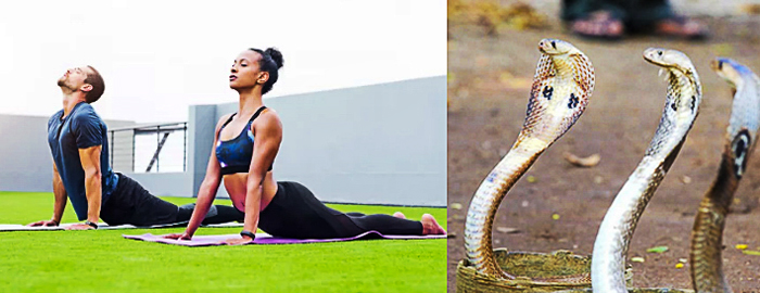 pose de yoga cobras