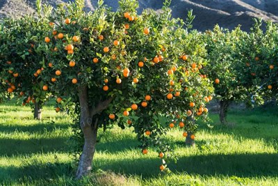 arbol naranjas fruto