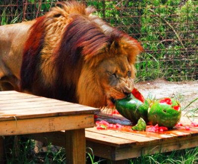 Leon Vegetariano comiendo sandia