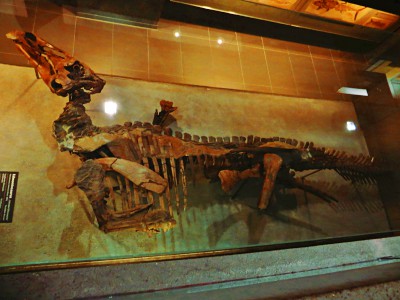 Dakota Momia de Edmontosaurio