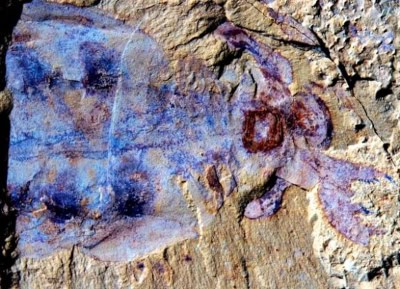 Monstruo Marino Lyrarapax unguispinus en China 520 milliones de years