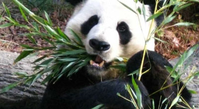 panda bambu
