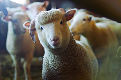 animal limpio ovejas Noe Arca