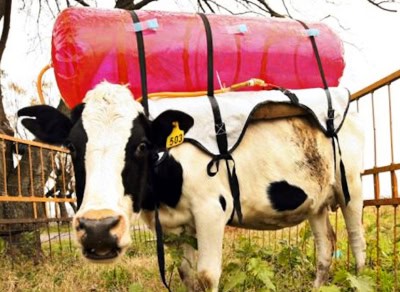 Vaca con mochila para atrapar gases metano calentamiento
