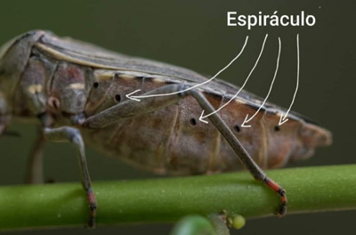 insectos espiraculo respirar aliento de vida