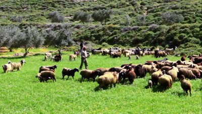 pastor separa ovejas de cabras