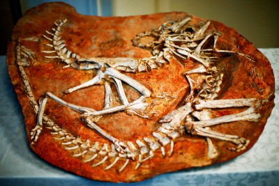 fosil dinosaurio Diluvio