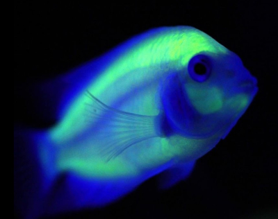pez geneticamente modificado brilla oscuridad