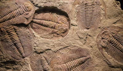 trilobites fosil Diluvio
