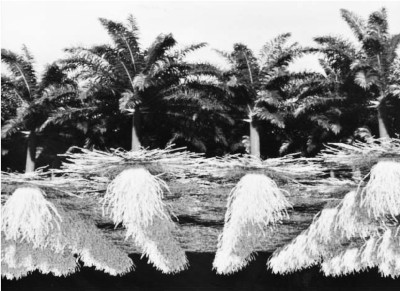 Simulacion de raiz de palmeras profunda