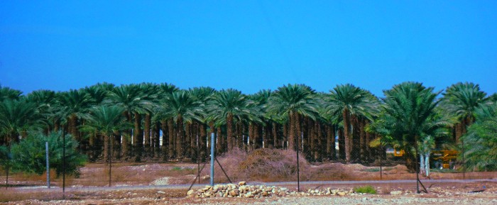 palmeras plantacion arbol