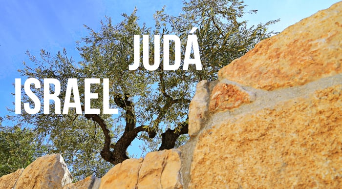 Olivo con la Casa de Israel y de Judá