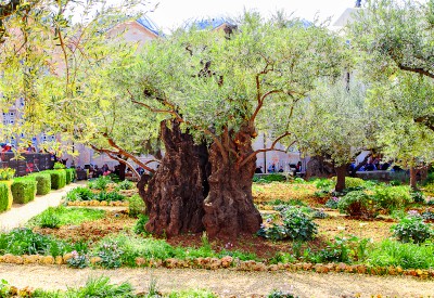 Getsemani olivo arbol 6946