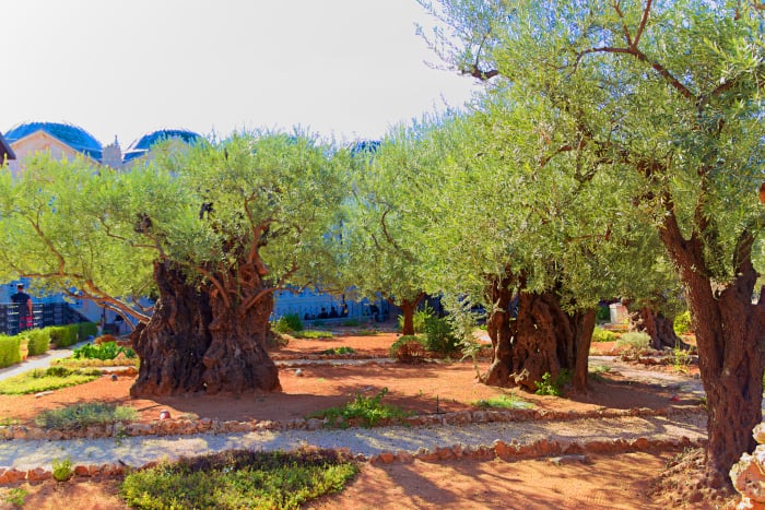 Olivos Jardin Getsemani arbol