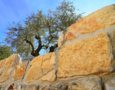 olivo pared piedra arbol