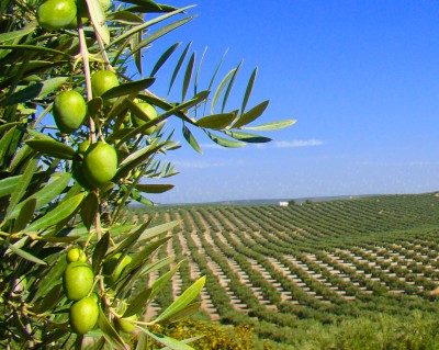 Cultivo de olivos, aceitunas