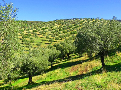 olivos en tierra fértil