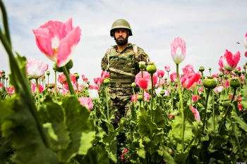 amapolas poppies campos Afghanistan soldado